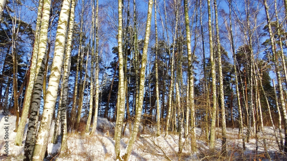 Grove of slender birches fluffy white snow on a sunny winter day Grove of slender birches fluffy white snow on a sunny winter day