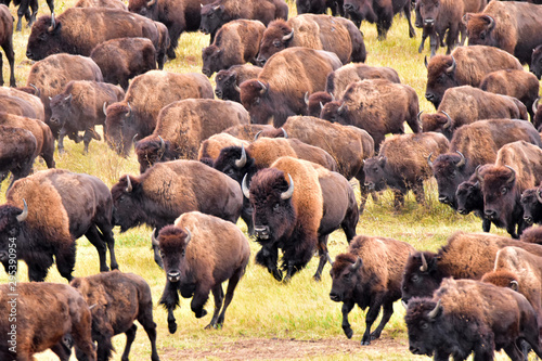 Bufflo (American Bison) round-up, Black Hills, SD - close