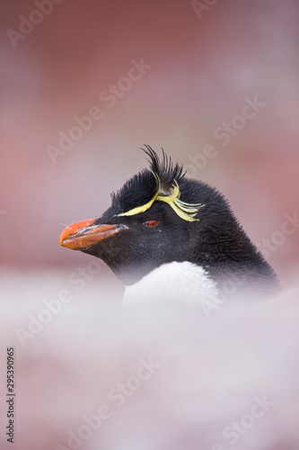 Pingüino de Penacho Amarillo (Eudyptes chrysocome), Isla Pingüino, Puerto Deseado, Patagonia, Argentina