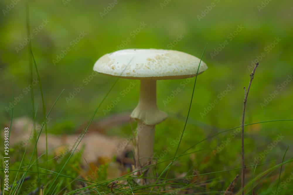 Autumn, mushroom, funghi, fungus, white round head, transparent, beige on moss, macro, closeup, nature, forest, focus, bokeh Autumn, mushroom, funghi, fungus, white round head, transparent, beige on moss, macro, closeup, nature, forest, focus, bokeh