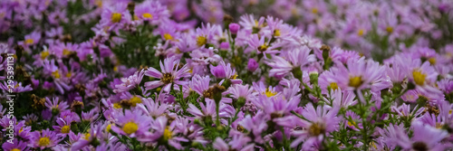 Autumn purple flowers. Tripolium pannonicum  called sea aster or seashore aster and often known by the synonyms Aster tripolium or Aster pannonicus.