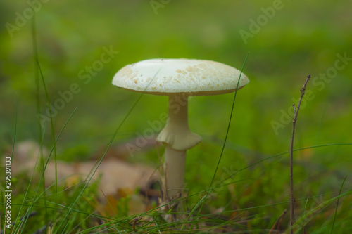 Autumn, mushroom, funghi, fungus, white round head, transparent, beige on moss, macro, closeup, nature, forest, focus, bokeh