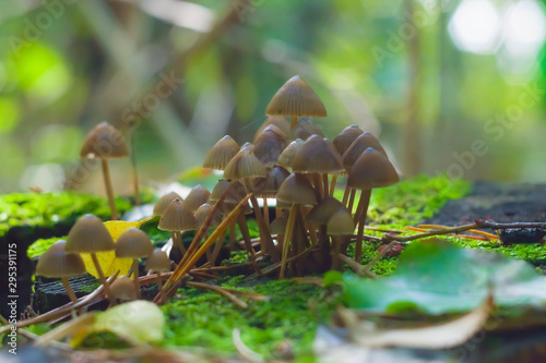 Autumn, mushroom, funghi, fungus, many delicate head on thin leg, transparent, beige in grass and moss, macro, closeup, nature, forest, focus, bokeh