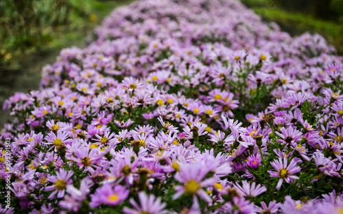 Autumn purple flowers. Tripolium pannonicum, called sea aster or seashore aster and often known by the synonyms Aster tripolium or Aster pannonicus.
