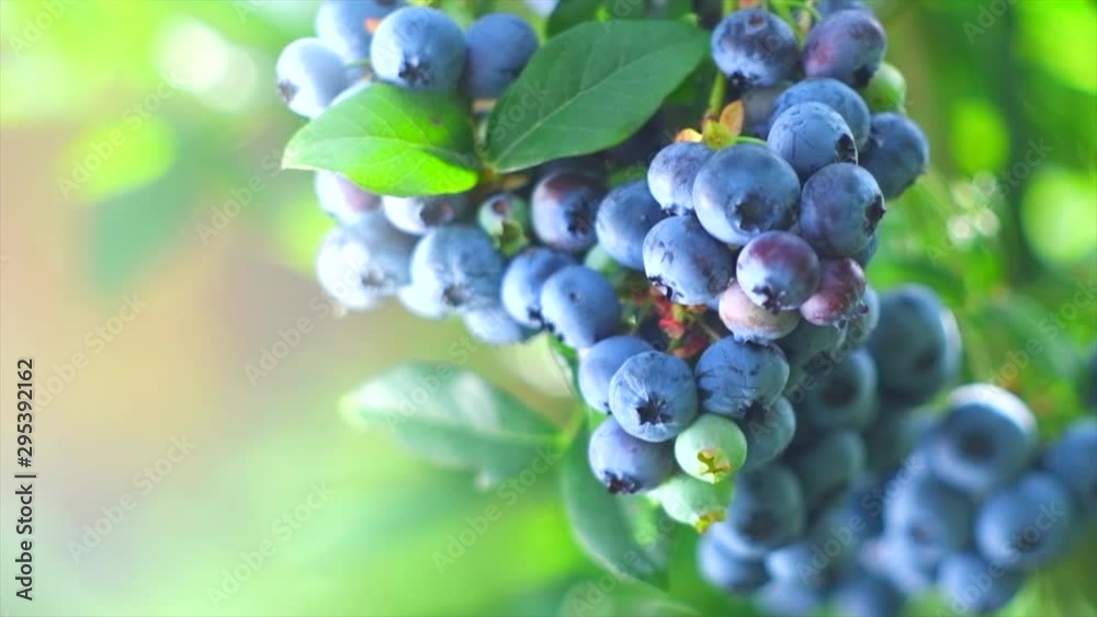 Blueberry plant. Fresh and ripe organic Blueberries growing in a garden. Healthy food. Agriculture. Slow motion 4K UHD video footage. 3840X2160 Blueberry plant. Fresh and ripe organic Blueberries growing in a garden. Healthy food. Agriculture. Slow motion 4K UHD video footage. 3840X2160