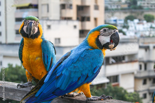 Macaws eating on the balcony photo