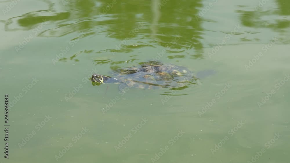 Small spotted turtle swimming in a dark green pond on a sunny day in summer Small spotted turtle swimming in a dark green pond on a sunny day in summer