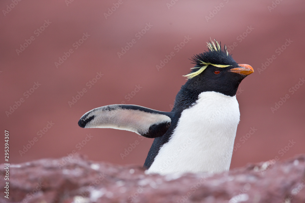 Fototapeta premium Pingüino de Penacho Amarillo (Eudyptes chrysocome), Isla Pingüino, Puerto Deseado, Patagonia, Argentina