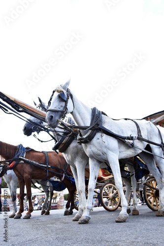 horse and carriage