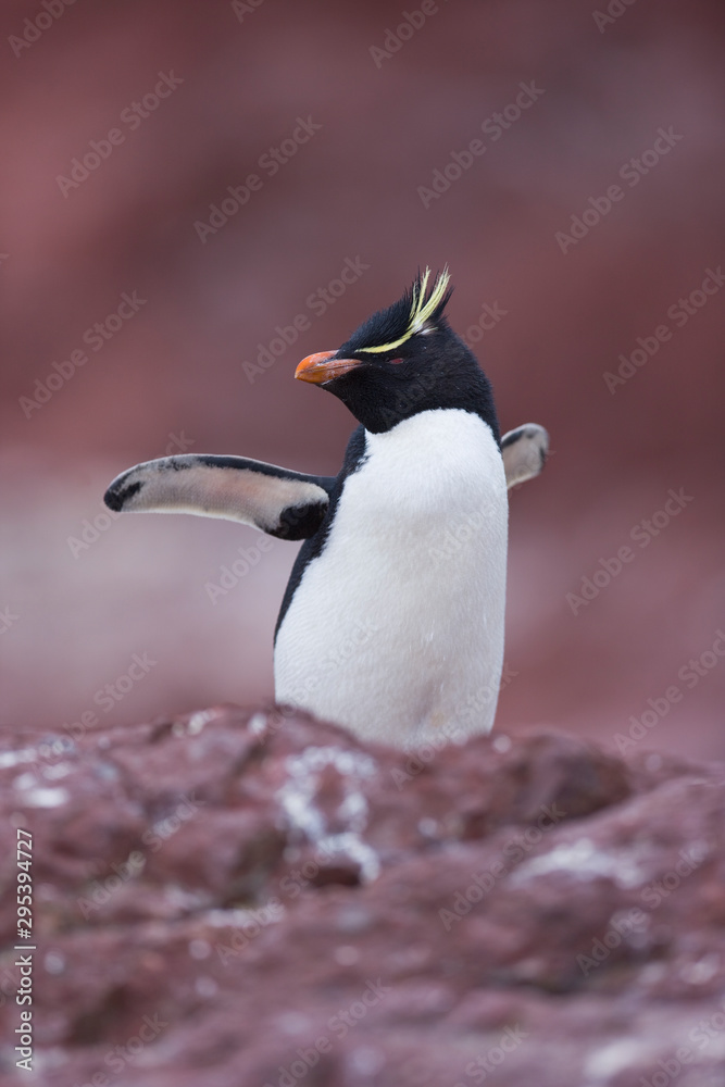 Fototapeta premium Pingüino de Penacho Amarillo (Eudyptes chrysocome), Isla Pingüino, Puerto Deseado, Patagonia, Argentina