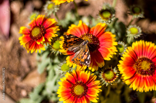 A painted lady butterfly on a flower in the Desert Botanical Garden, Tempe AZ