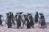 Pingüino de Magallanes (Spheniscus magellanicus), Isla Pingüino, Puerto Deseado, Patagonia, Argentina