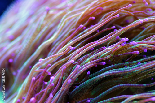 Wonder elegance coral - Catalaphyllia jardinei photo