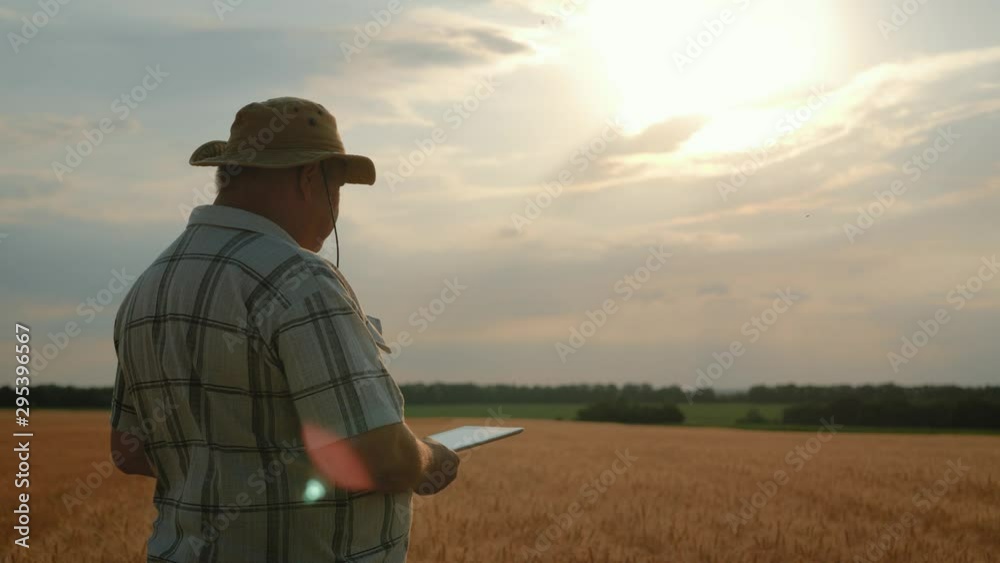Senior farmer in a wheat field using modern technologies in agriculture at sunset. Smart farming, using modern technologies in agriculture. Senior farmer in a wheat field using modern technologies in agriculture at sunset. Smart farming, using modern technologies in agriculture.