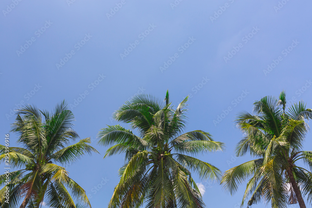 coconut tree and blue sky