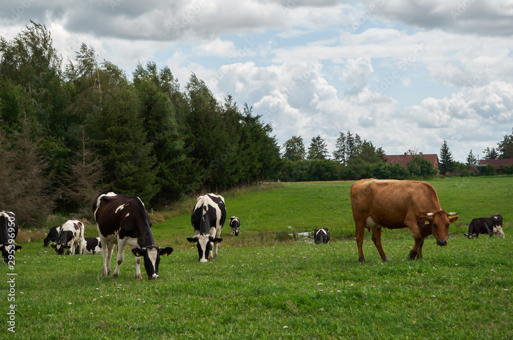 Black and white cows in a grassy field on a bright and sunny day in The Poland.