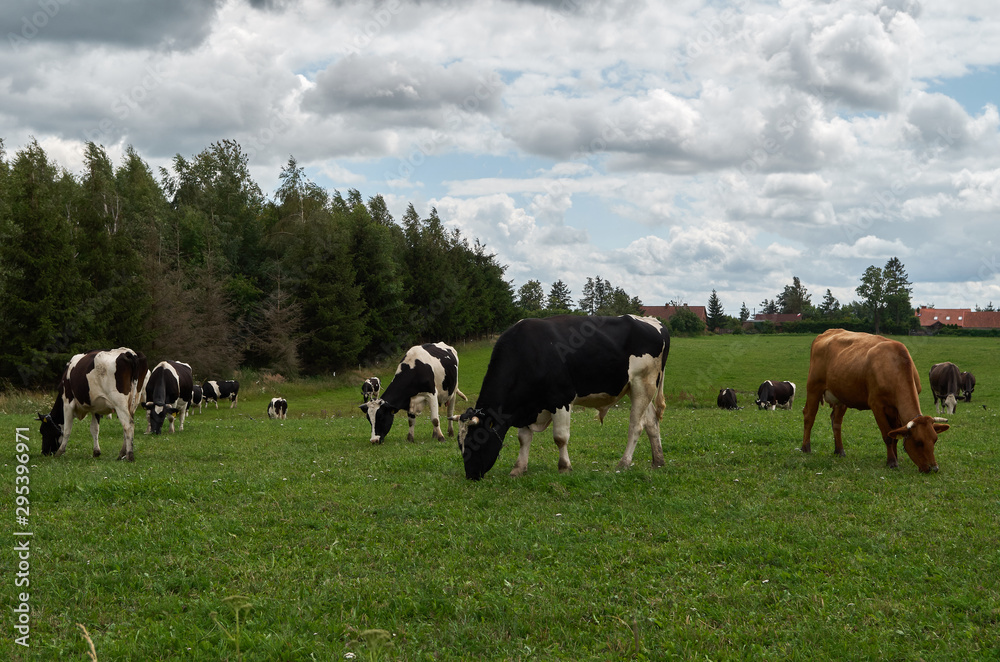 Healthy animal livestock feeding in a lush rural environment. Cow herd grazing on summer pasture.