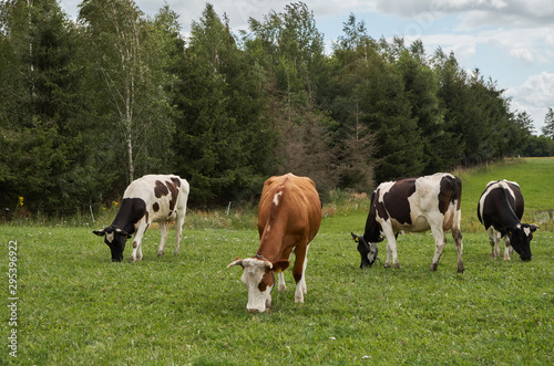 Cows grazing on meadow. Cows grazing pasture scene. Cow herd on pasture