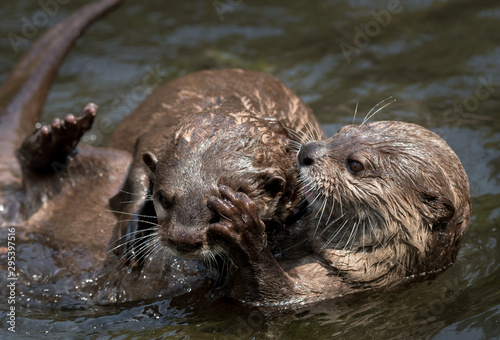 Two Juvenile Otters Fighting In The Water