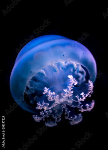 Transparent Blue Jellyfish Floating Through Dark Water