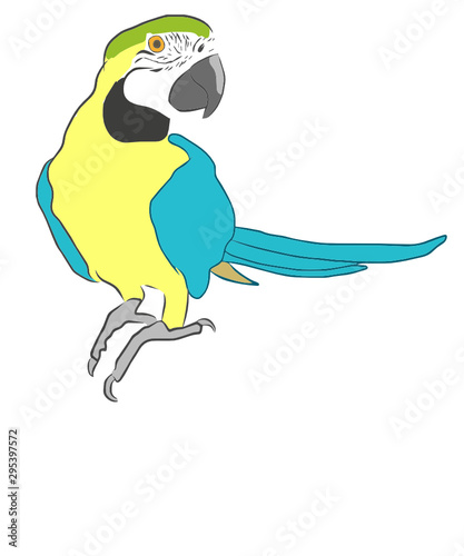 Parrot