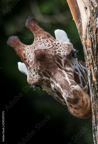 Giraffe Looking Nosily Around Tree