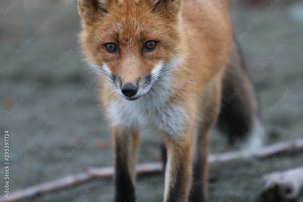 Obraz premium McNeil foxes 5