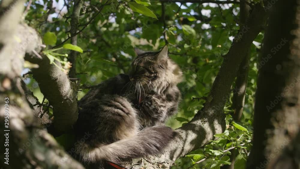 Cat in a city park. Fluffy cat is sitting on the tree. Domestic cat in the wild. High level of concentration. Cat in a city park. Fluffy cat is sitting on the tree. Domestic cat in the wild. High level of concentration.