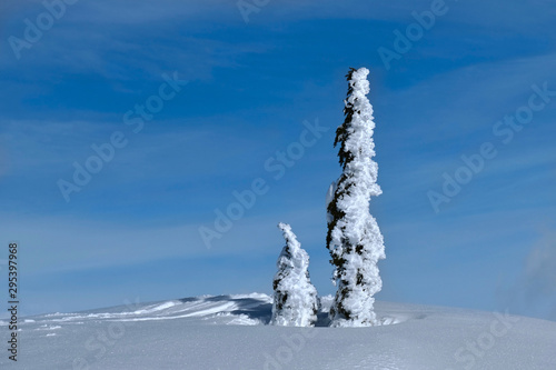 Fir trees or Chrishtmas trees frozen and covered with frost and snow in wilderness. Icy cold, but sunny day on Crater Lake. Oregon. Unites States of America.