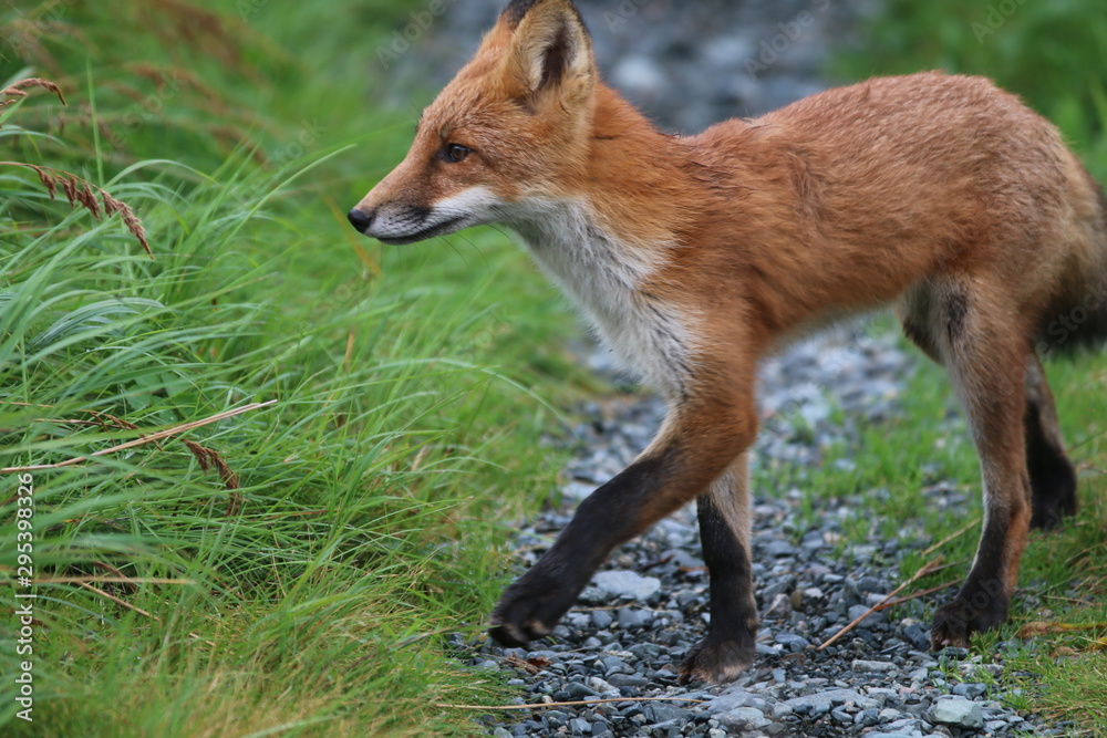 fox 19