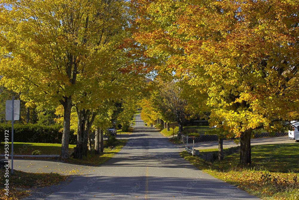 a road surrounded by trees in autumn