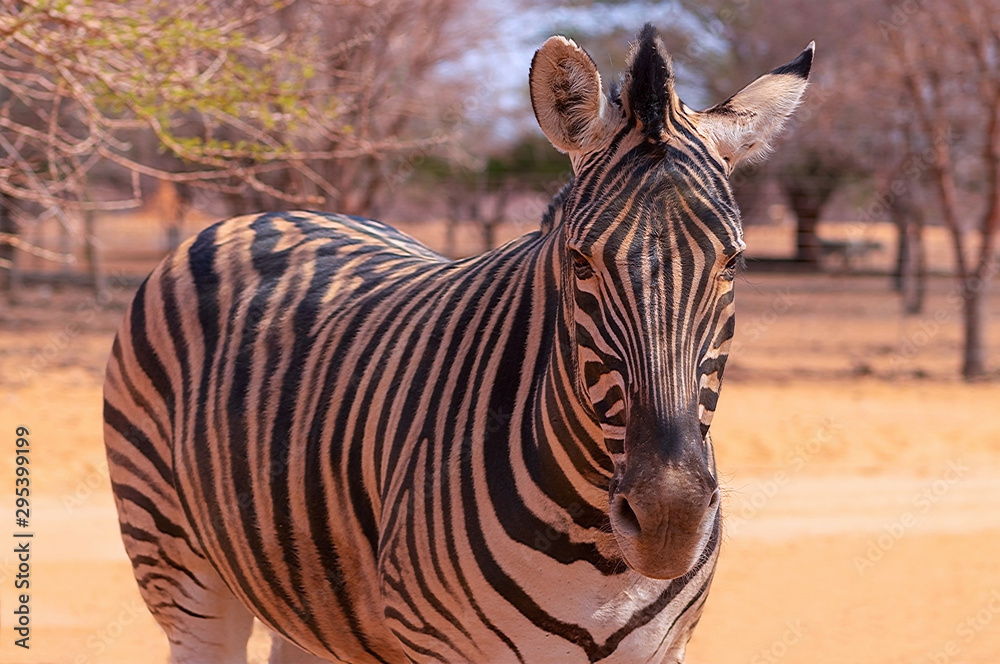Wild african animals. Zebra close up portrait. African plains zebra on the dry yellow savannah grasslands. Focus is on the zebra with the background blurred Wild african animals. Zebra close up portrait. African plains zebra on the dry yellow savannah grasslands. Focus is on the zebra with the background blurred