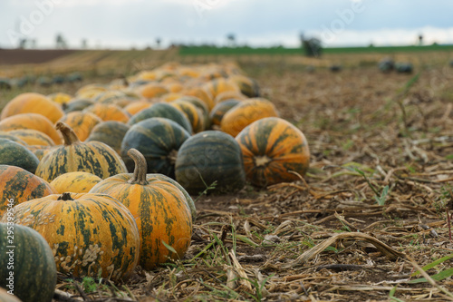 Pumpkins in the autumn field