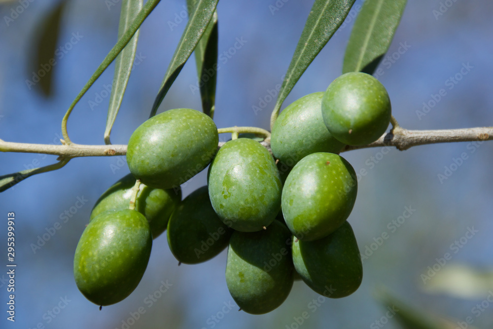 Azeitonas verdes na árvore a aguardar a colheita. Azeitonas verdes na árvore a aguardar a colheita.