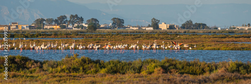 Flamingos at sunset, Delta del Ebro, Spain photo