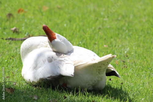 Duck