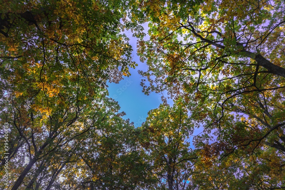 Forest Forest