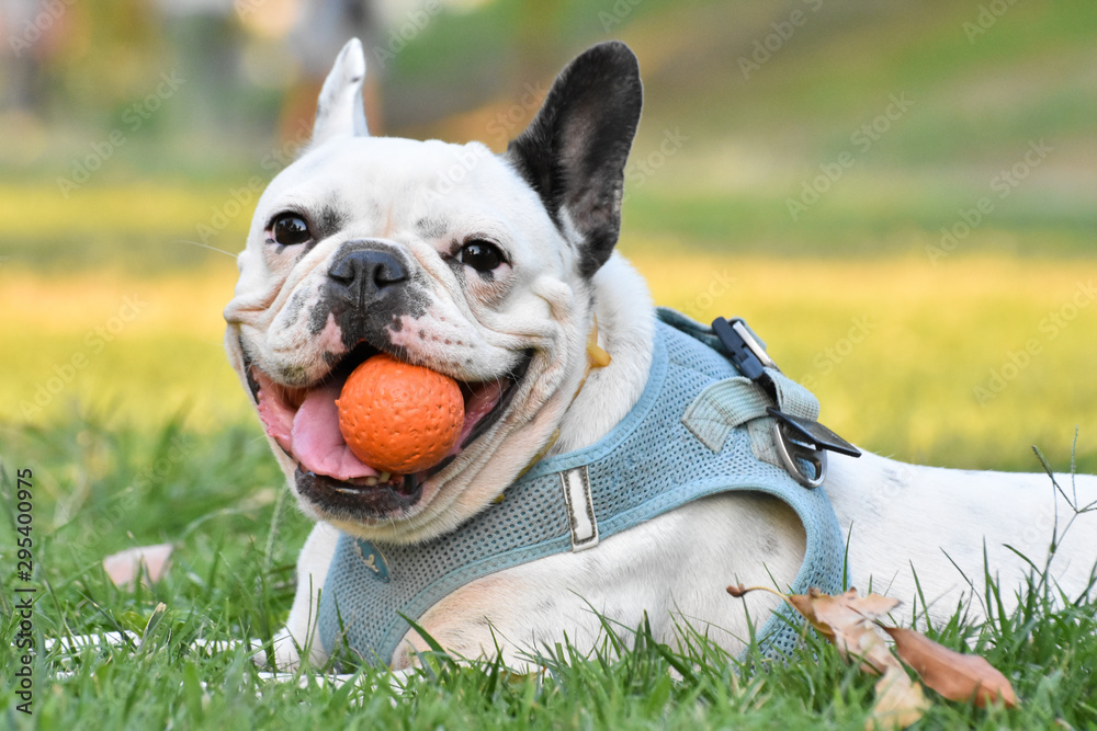Obraz premium Dog french bulldog lying on the grass and playing a ball. 