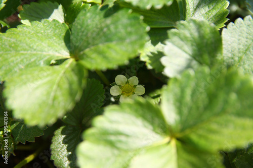 Hidden strawberry flower behind the leaves