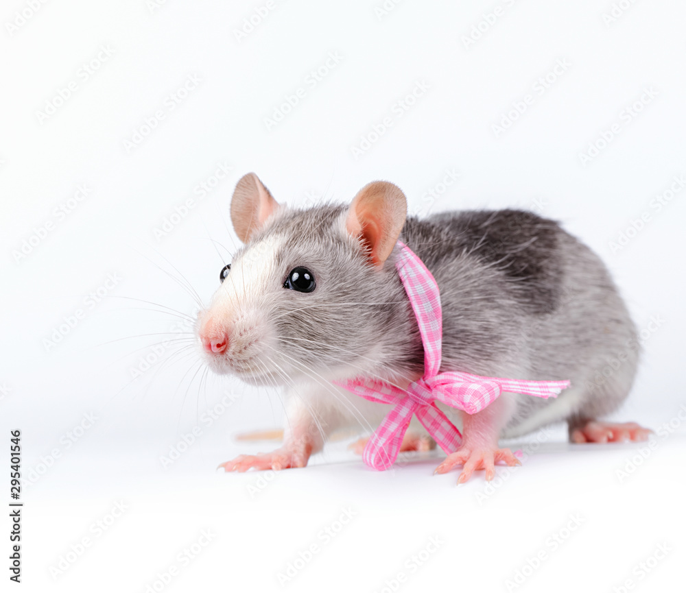 cute little rat with pink bow close-up standing on white ...