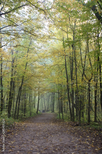 Autumn forest © Olga Vasina