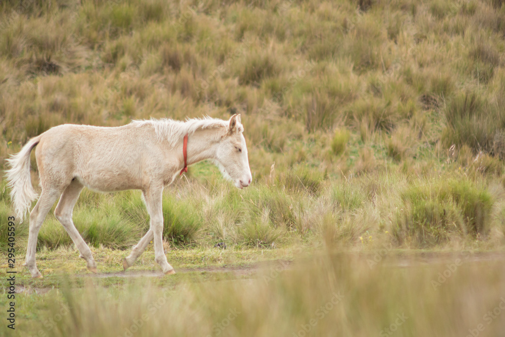 Obraz premium young domesticated work horse playfully trots in a highland meadow full of grass while taking a break from carrying riding tourists on a mountain trail
