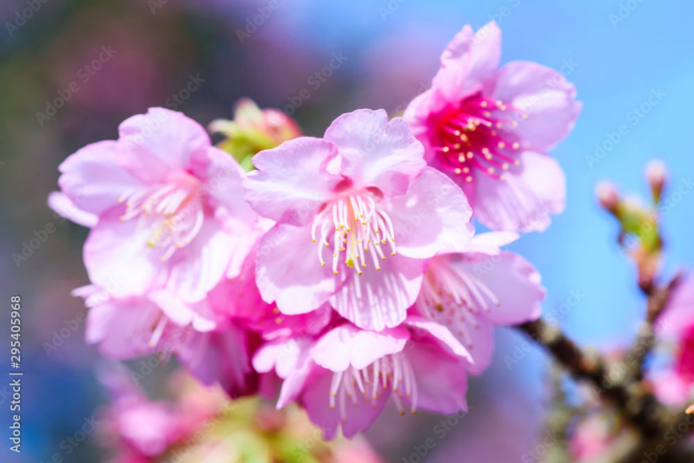 Beautiful Pink Cherry Blossom or Sakura flower blooming in blue sky on nature background Beautiful Pink Cherry Blossom or Sakura flower blooming in blue sky on nature background