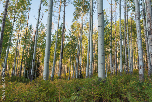 Landscape of tall aspen trees in a forest along Kebler Pass in Colorado