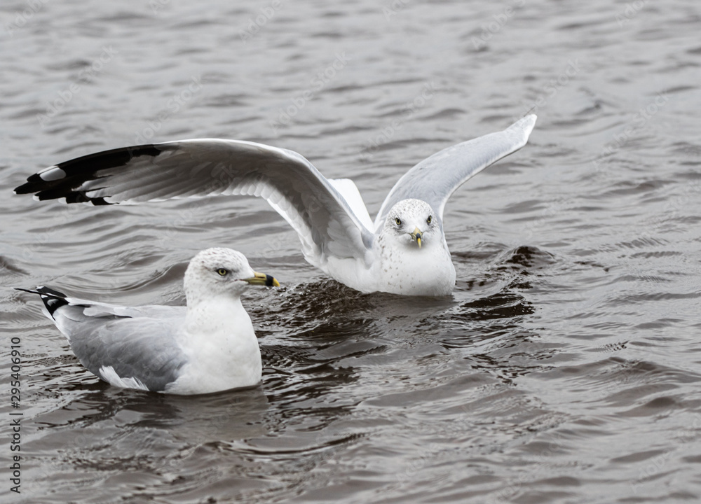 A herring gull lands next to one already on the water A herring gull lands next to one already on the water