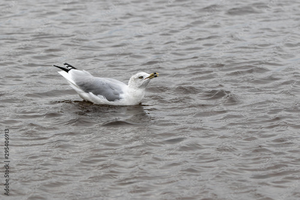 A herring gull ( Larus argentatus) calling on the water A herring gull ( Larus argentatus) calling on the water
