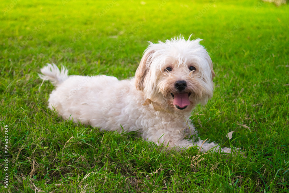 puppy in a green grass