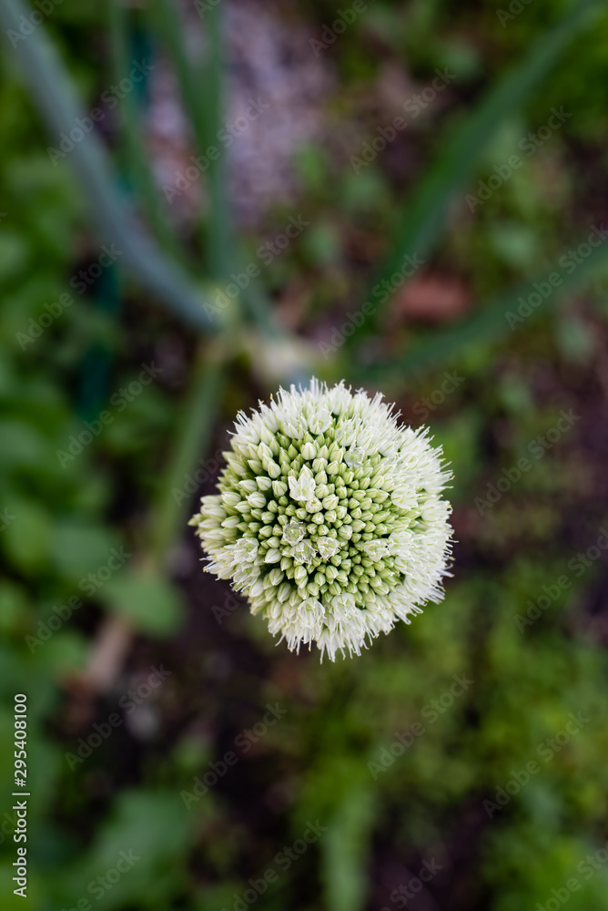 Flowering onion head at the beginning of June. Flowering onion head at the beginning of June.
