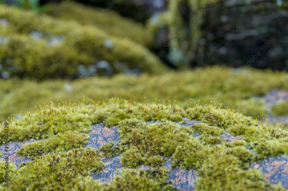Obraz premium Close up of moss covered rock nature background