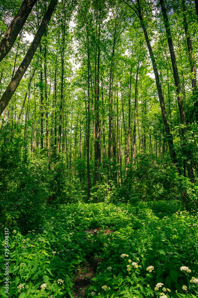 Beautiful green forest with tall trees on summer day Beautiful green forest with tall trees on summer day